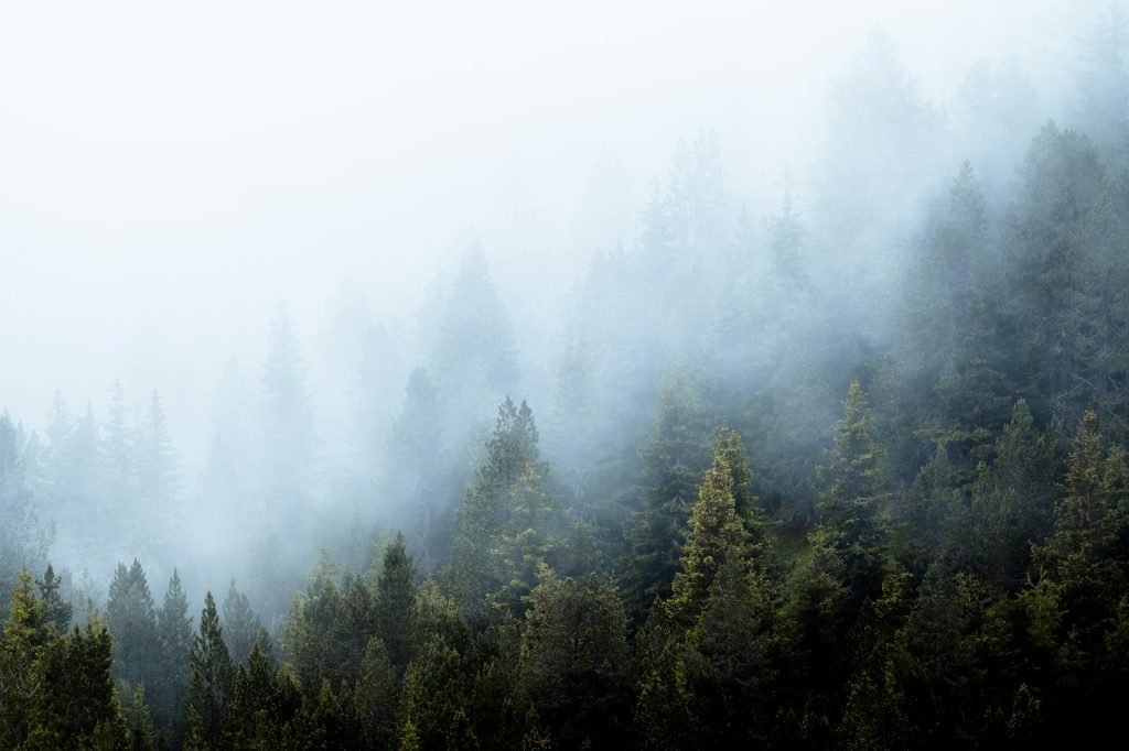 Foggy trees covered in a misty haze.